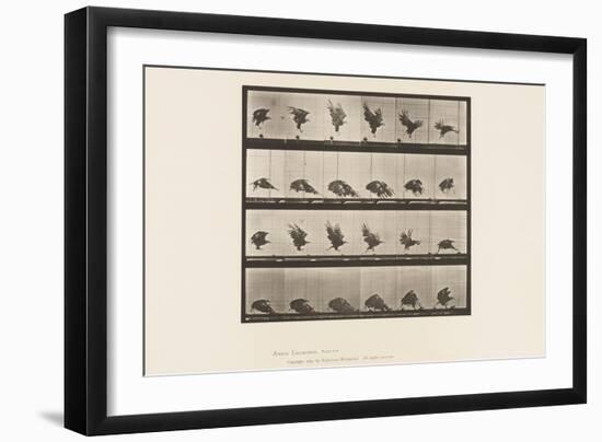 Plate 770. American Eagle; Flying near the Ground, 1885 (Collotype on Paper)-Eadweard Muybridge-Framed Giclee Print