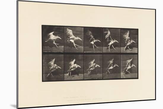 Plate 775. Adjutant; Flying Run, 1885 (Collotype on Paper)-Eadweard Muybridge-Mounted Giclee Print