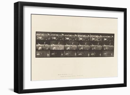 Plate 776. Storks; Swans, Etc, A, B, C, 1885 (Collotype on Paper)-Eadweard Muybridge-Framed Giclee Print