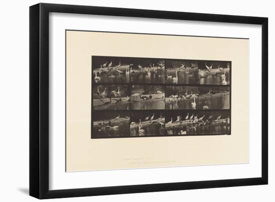 Plate 779. Storks; Swans, Etc., 1885 (Collotype on Paper)-Eadweard Muybridge-Framed Giclee Print