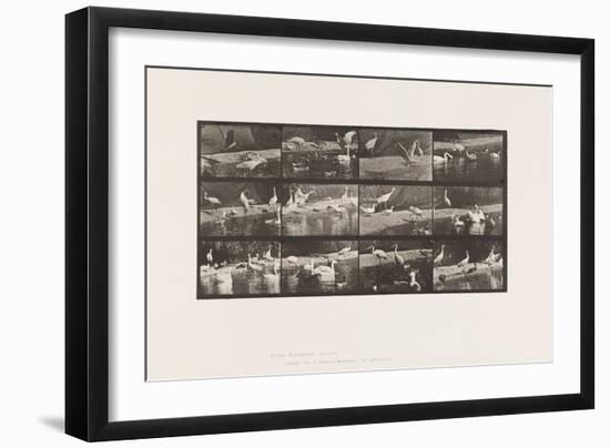 Plate 780. Storks; Swans, Etc., 1885 (Collotype on Paper)-Eadweard Muybridge-Framed Giclee Print