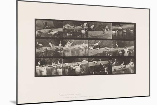 Plate 780. Storks; Swans, Etc., 1885 (Collotype on Paper)-Eadweard Muybridge-Mounted Giclee Print