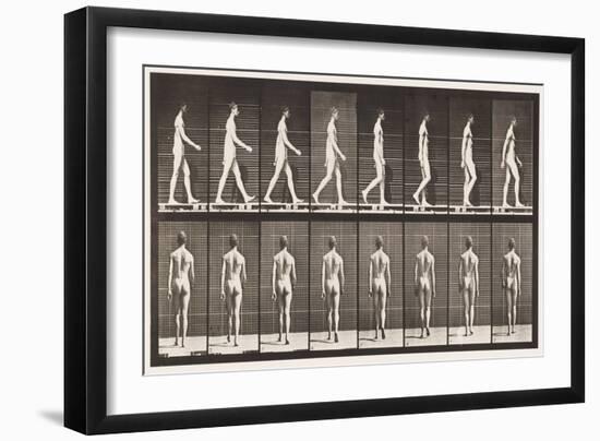 Plate 8. Walking, 1872-85 (Collotype on Paper)-Eadweard Muybridge-Framed Giclee Print