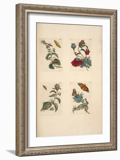 Plate from 'De Eoropische Insecten, 1730-Maria Sibylla Graff Merian-Framed Giclee Print