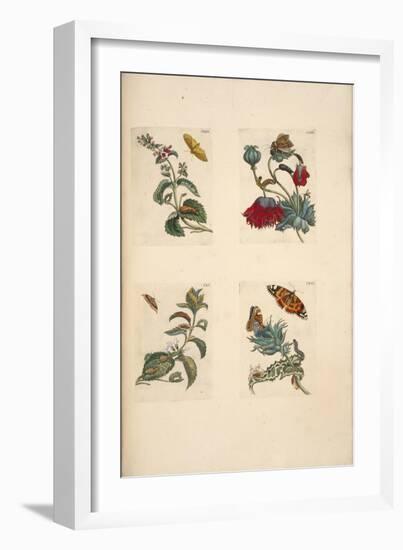 Plate from 'De Eoropische Insecten, 1730-Maria Sibylla Graff Merian-Framed Giclee Print