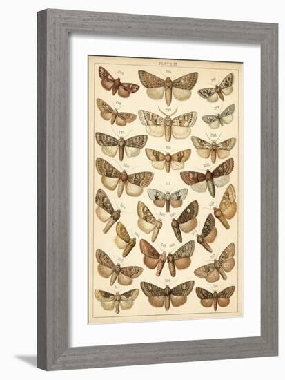 Plate from Our Country's Butterflies and Moths (Chromolitho)-English School-Framed Giclee Print