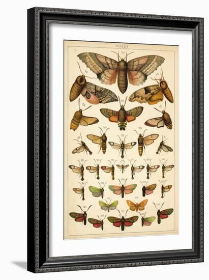 Plate from Our Country's Butterflies and Moths (Chromolitho)-English School-Framed Giclee Print