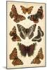 Plate from Our Country's Butterflies and Moths (Chromolitho)-English School-Mounted Giclee Print