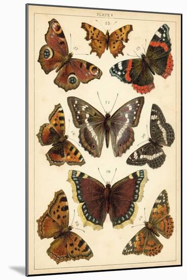 Plate from Our Country's Butterflies and Moths (Chromolitho)-English School-Mounted Giclee Print