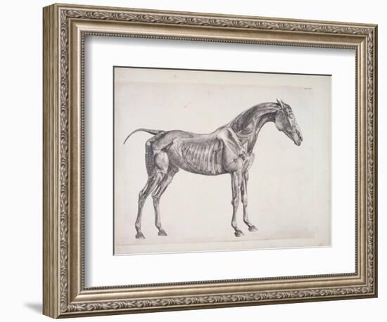 Plate from "The Anatomy of the Horse", C.1766-George Stubbs-Framed Giclee Print