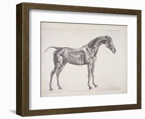 Plate from "The Anatomy of the Horse", C.1766-George Stubbs-Framed Giclee Print