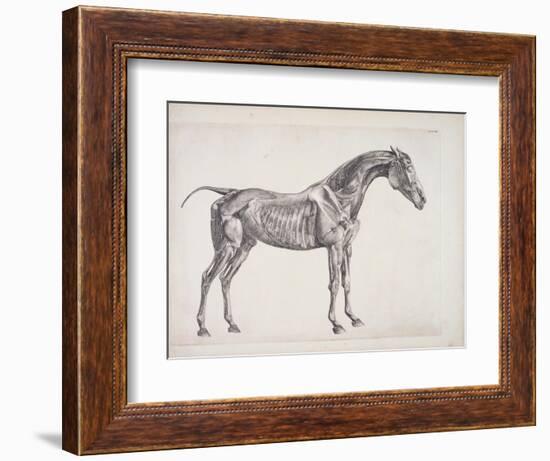 Plate from "The Anatomy of the Horse", C.1766-George Stubbs-Framed Giclee Print