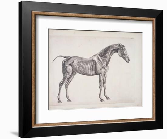 Plate from "The Anatomy of the Horse", C.1766-George Stubbs-Framed Giclee Print