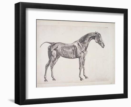 Plate from "The Anatomy of the Horse", C.1766-George Stubbs-Framed Giclee Print