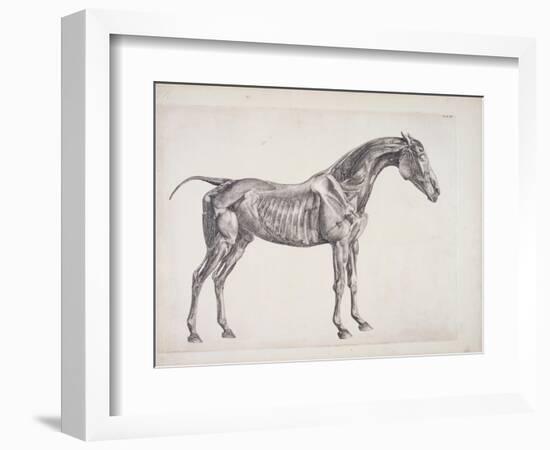 Plate from "The Anatomy of the Horse", C.1766-George Stubbs-Framed Giclee Print