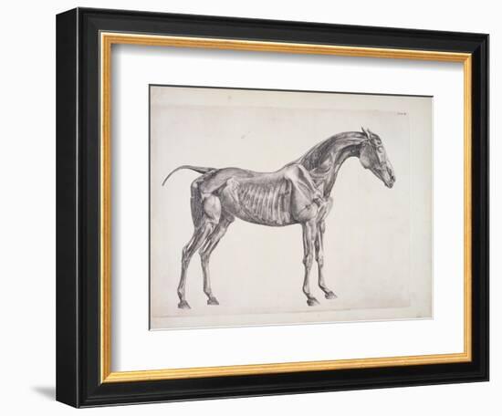 Plate from "The Anatomy of the Horse", C.1766-George Stubbs-Framed Giclee Print