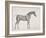 Plate from "The Anatomy of the Horse", C.1766-George Stubbs-Framed Giclee Print