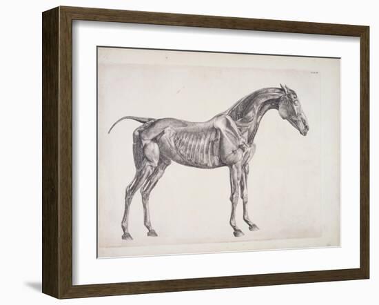 Plate from "The Anatomy of the Horse", C.1766-George Stubbs-Framed Giclee Print