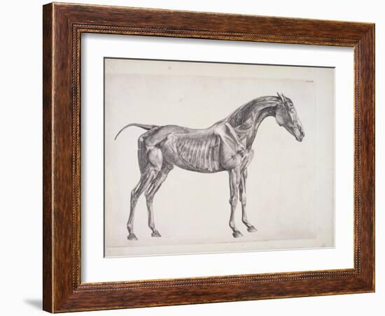 Plate from "The Anatomy of the Horse", C.1766-George Stubbs-Framed Giclee Print