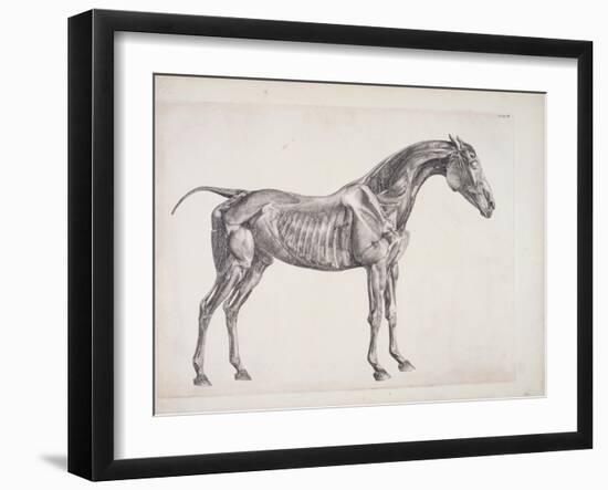 Plate from "The Anatomy of the Horse", C.1766-George Stubbs-Framed Giclee Print