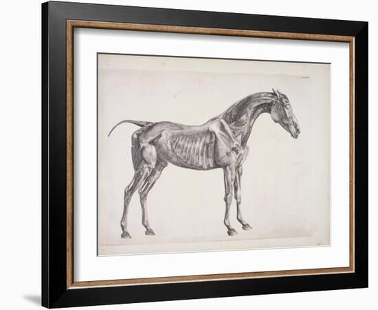 Plate from "The Anatomy of the Horse", C.1766-George Stubbs-Framed Giclee Print