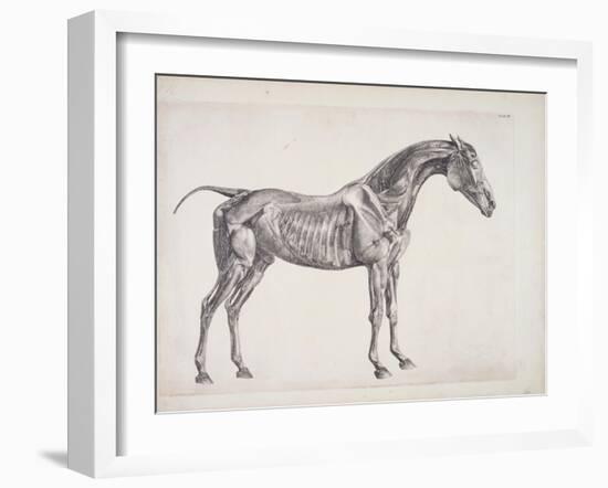 Plate from "The Anatomy of the Horse", C.1766-George Stubbs-Framed Giclee Print