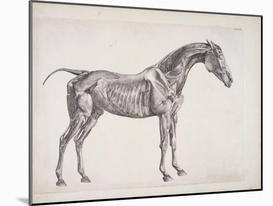 Plate from "The Anatomy of the Horse", C.1766-George Stubbs-Mounted Giclee Print