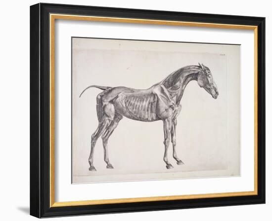 Plate from "The Anatomy of the Horse", C.1766-George Stubbs-Framed Giclee Print