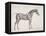 Plate from "The Anatomy of the Horse", C.1766-George Stubbs-Framed Premier Image Canvas