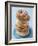 Plate of donuts-Lew Robertson-Framed Photographic Print