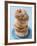 Plate of donuts-Lew Robertson-Framed Photographic Print