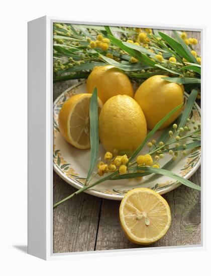 Plate of Lemons and Mimosa Flowers-Michelle Garrett-Framed Premier Image Canvas