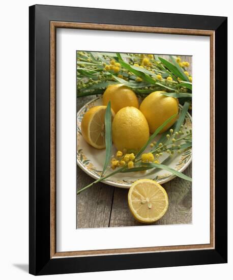 Plate of Lemons and Mimosa Flowers-Michelle Garrett-Framed Premium Photographic Print