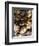 Plate of Oysters, France-Per Karlsson-Framed Photographic Print