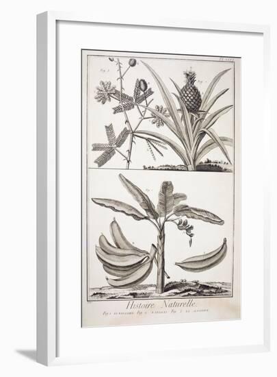 Plate Showing Banana Tree-null-Framed Giclee Print