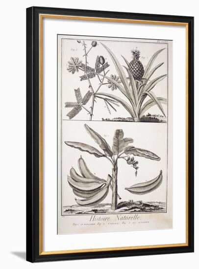 Plate Showing Banana Tree-null-Framed Giclee Print