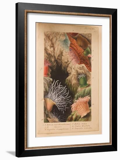 Plate Vi, Study for 'Actinologia Britannica: a History of the British Sea Anemones and Corals',…-Philip Henry Gosse-Framed Giclee Print