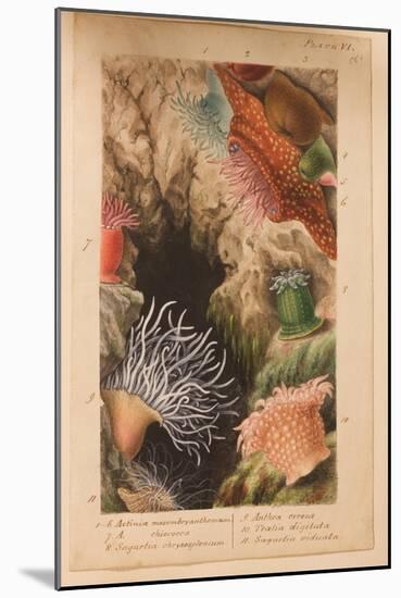 Plate Vi, Study for 'Actinologia Britannica: a History of the British Sea Anemones and Corals',…-Philip Henry Gosse-Mounted Giclee Print