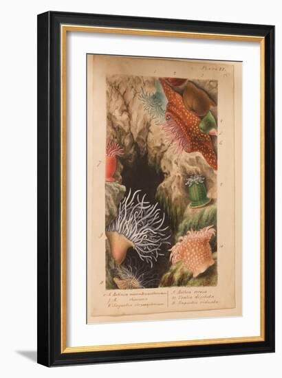 Plate Vi, Study for 'Actinologia Britannica: a History of the British Sea Anemones and Corals',…-Philip Henry Gosse-Framed Giclee Print