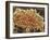 Platelets In a Blood Clot-Steve Gschmeissner-Framed Photographic Print