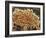 Platelets In a Blood Clot-Steve Gschmeissner-Framed Photographic Print