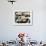 Plates of Fresh Oysters, Sydney's Fish Market at Pyrmont, Sydney, Australia-Andrew Watson-Framed Photographic Print displayed on a wall