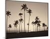 Platinum Palms II-Michael Neubauer-Mounted Giclee Print