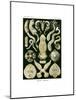 Platodes, 1899-1904-null-Mounted Giclee Print