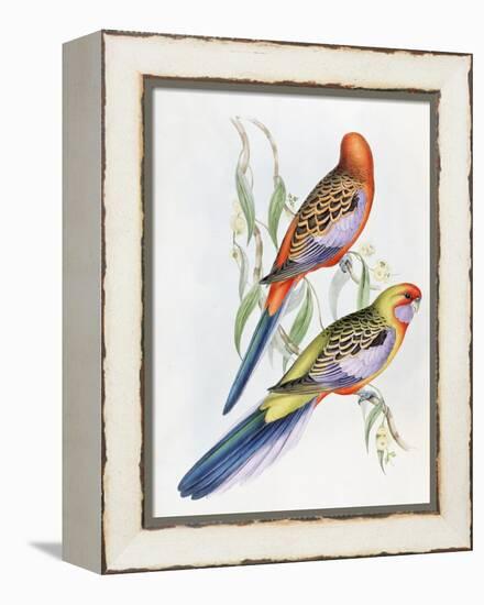 Platycercus Adelaidae from the Birds of Australia, C.1840-John Gould-Framed Premier Image Canvas