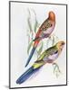 Platycercus Adelaidae from the Birds of Australia, C.1840-John Gould-Mounted Premium Giclee Print