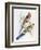 Platycercus Adelaidae from the Birds of Australia, C.1840-John Gould-Framed Giclee Print