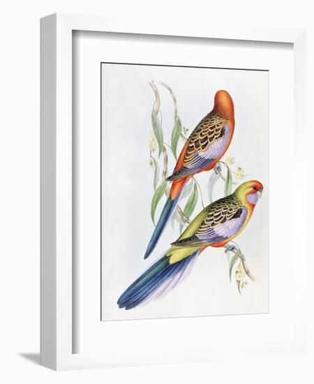 Platycercus Adelaidae from the Birds of Australia, C.1840-John Gould-Framed Giclee Print