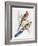 Platycercus Adelaidae from the Birds of Australia, C.1840-John Gould-Framed Giclee Print