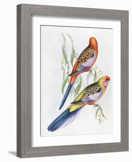 Platycercus Adelaidae from the Birds of Australia, C.1840-John Gould-Framed Giclee Print